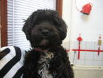 Noa,tibetaanse terrier, heeft afwijking aan linker heup.